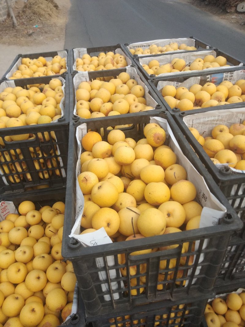 绥中优质黄花梨花盖梨东北冻梨产地对接大量供应