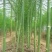 芦笋苗