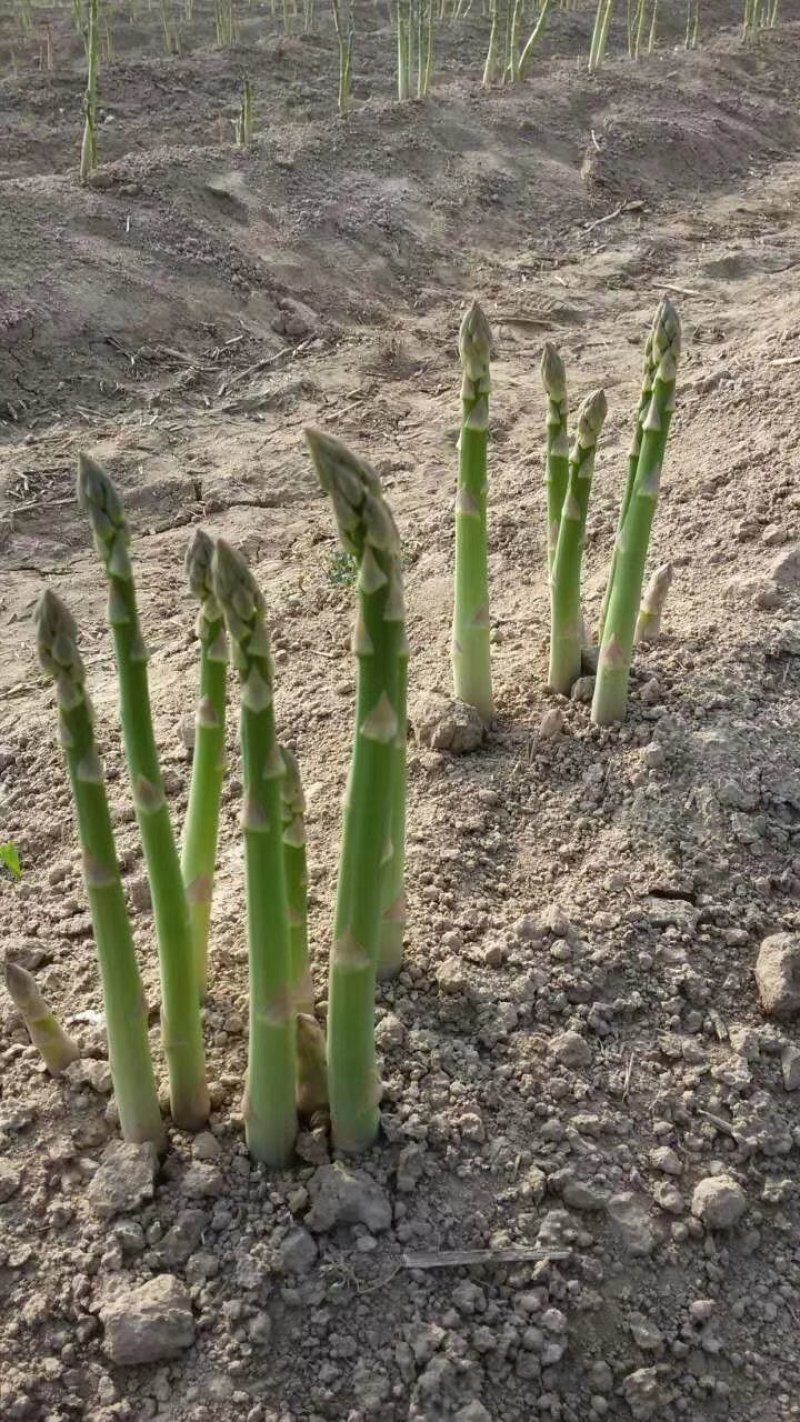 优质芦笋苗