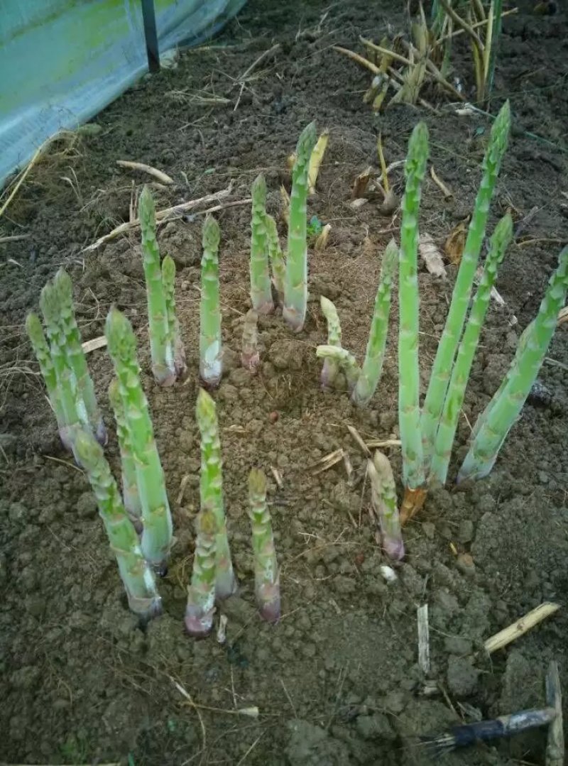 优质芦笋苗