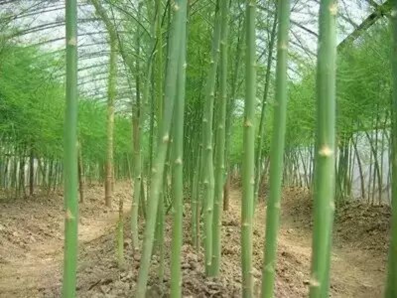 优质芦笋苗