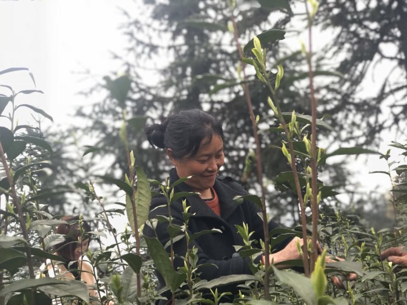 峨眉半身，高山绿茶