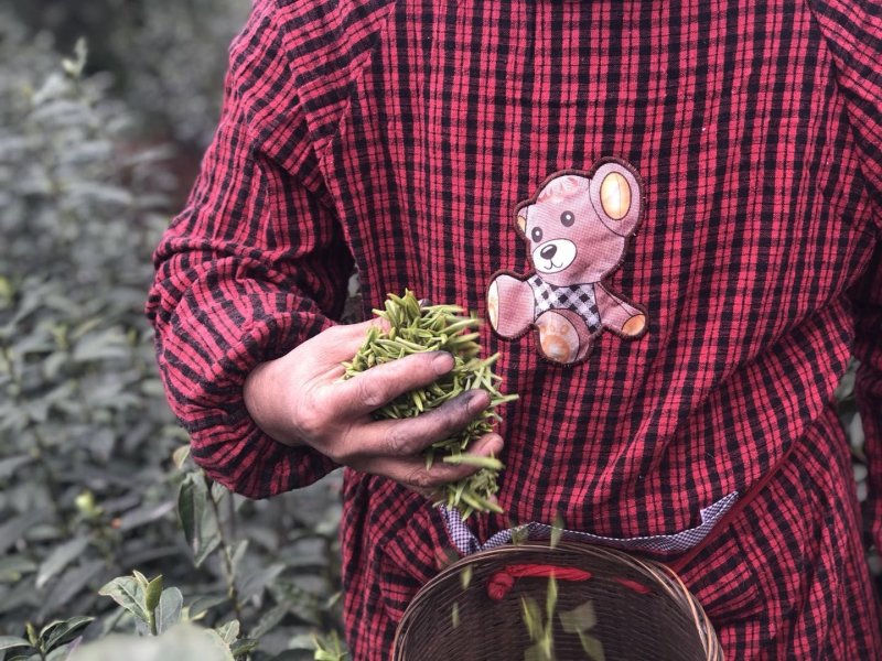 峨眉半身，高山绿茶