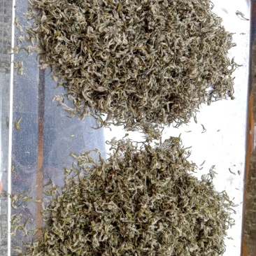 峨眉半身，高山绿茶