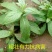 种苗，药材种苗，旋复花种苗，六月花金佛草