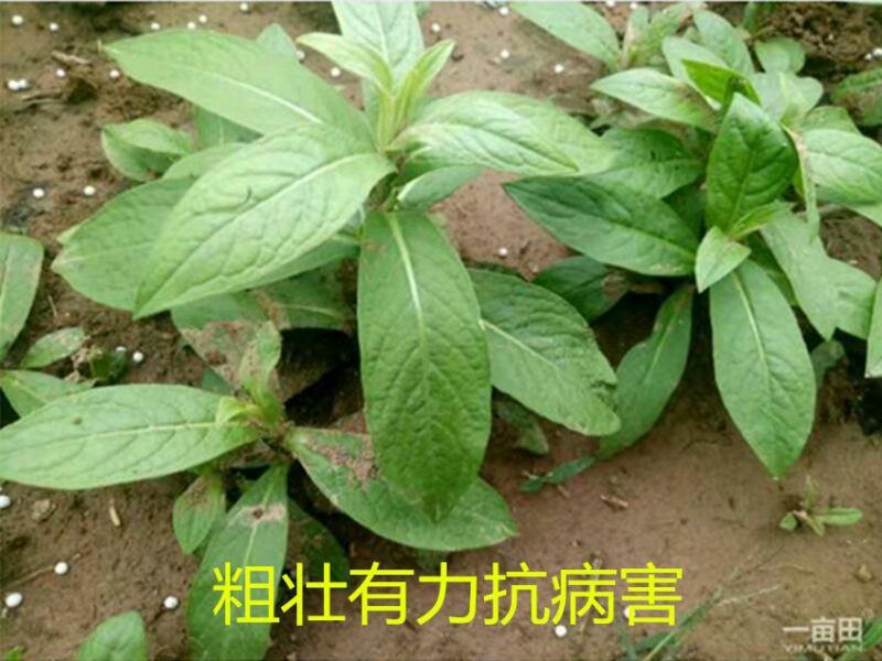 种苗，药材种苗，旋复花种苗，六月花金佛草