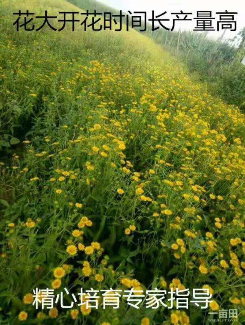 种苗，药材种苗，旋复花种苗，六月花金佛草
