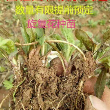 种苗，药材种苗，旋复花种苗，六月花金佛草