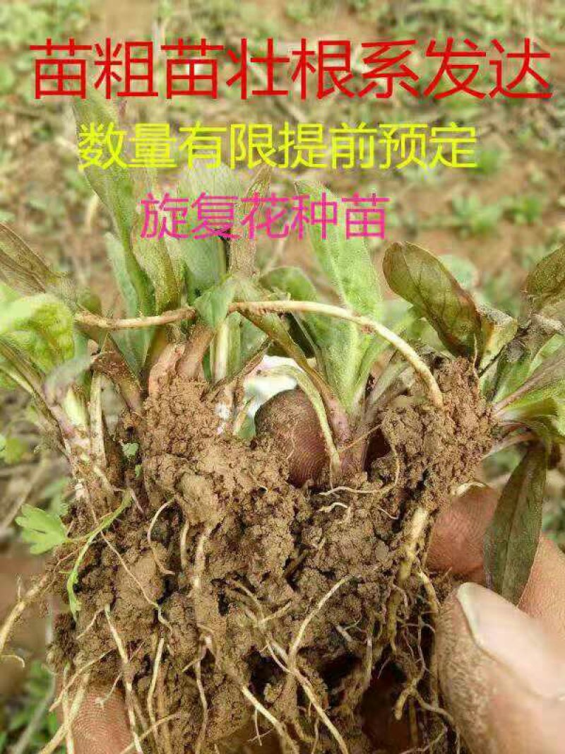 种苗，药材种苗，旋复花种苗，六月花金佛草