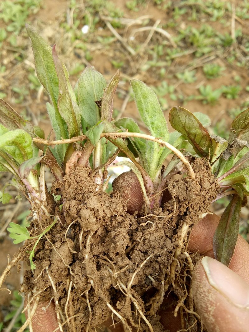 种苗，药材种苗，旋复花种苗，六月花金佛草