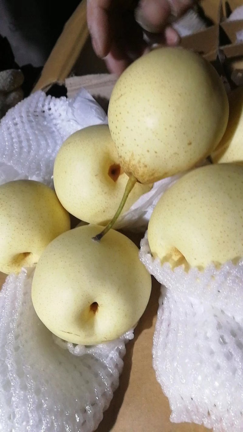 膜代皇冠
