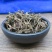 石蝉草胡椒草无硫净货保正品批发零售冷背中药材