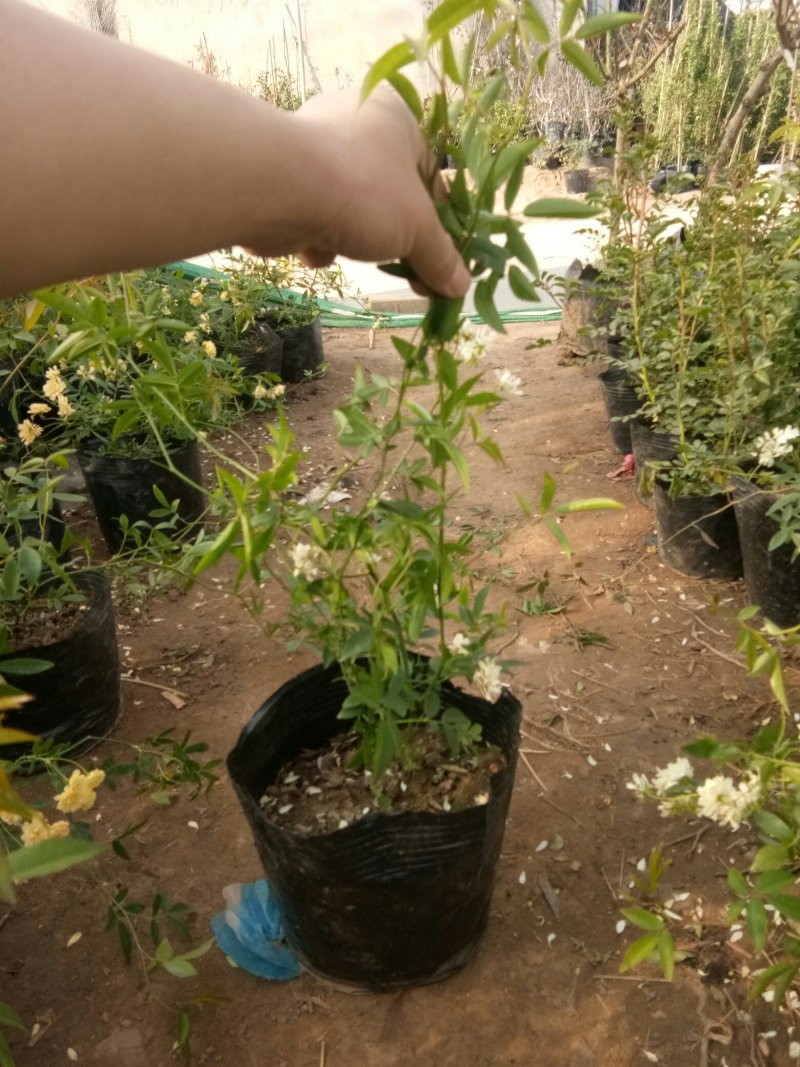 木香花苗爬藤植物庭院黄木香花苗带花苞四季开花红木香白木香