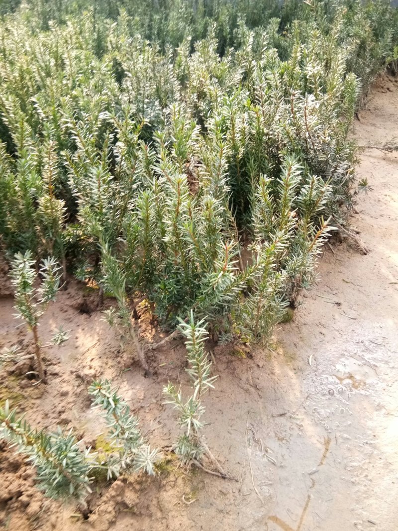 红豆杉苗，曼地亚红豆杉苗基地直销欢迎选购