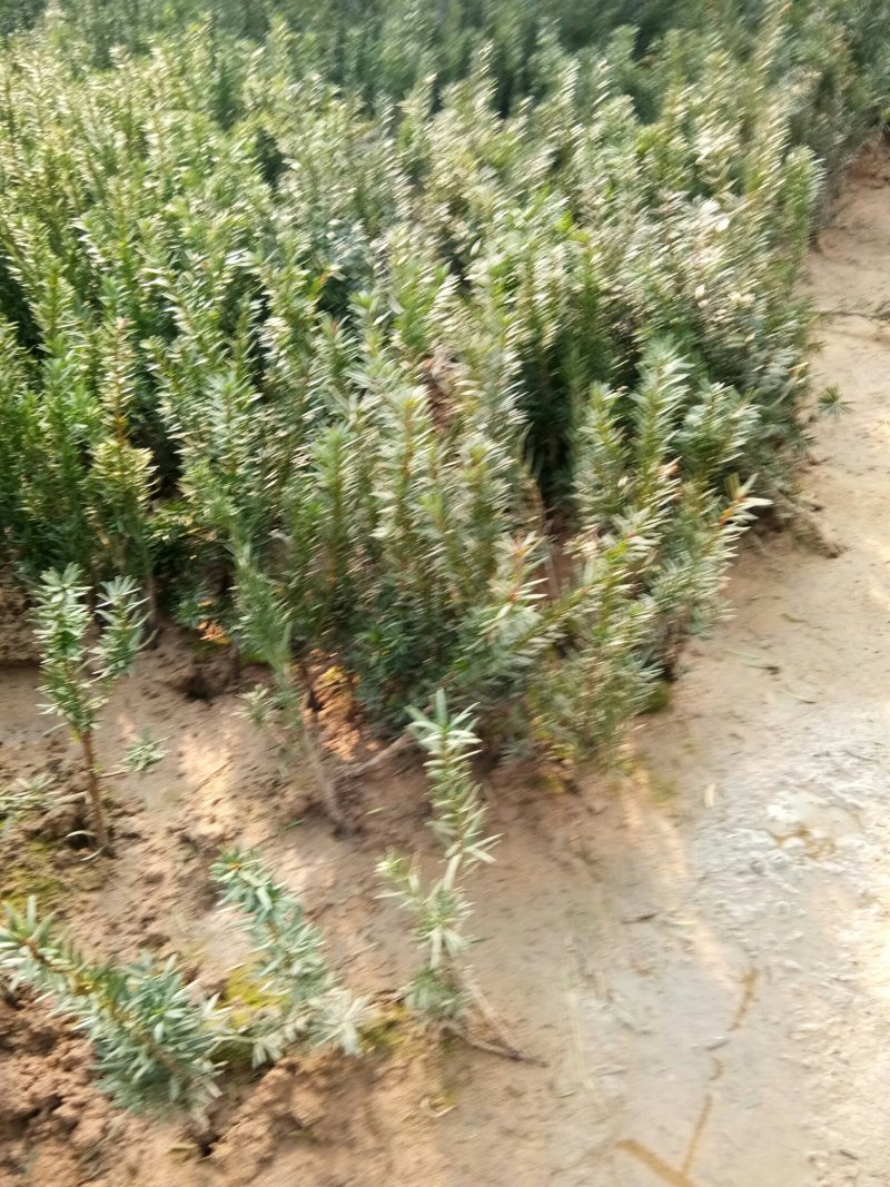 红豆杉苗，曼地亚红豆杉苗基地直销欢迎选购
