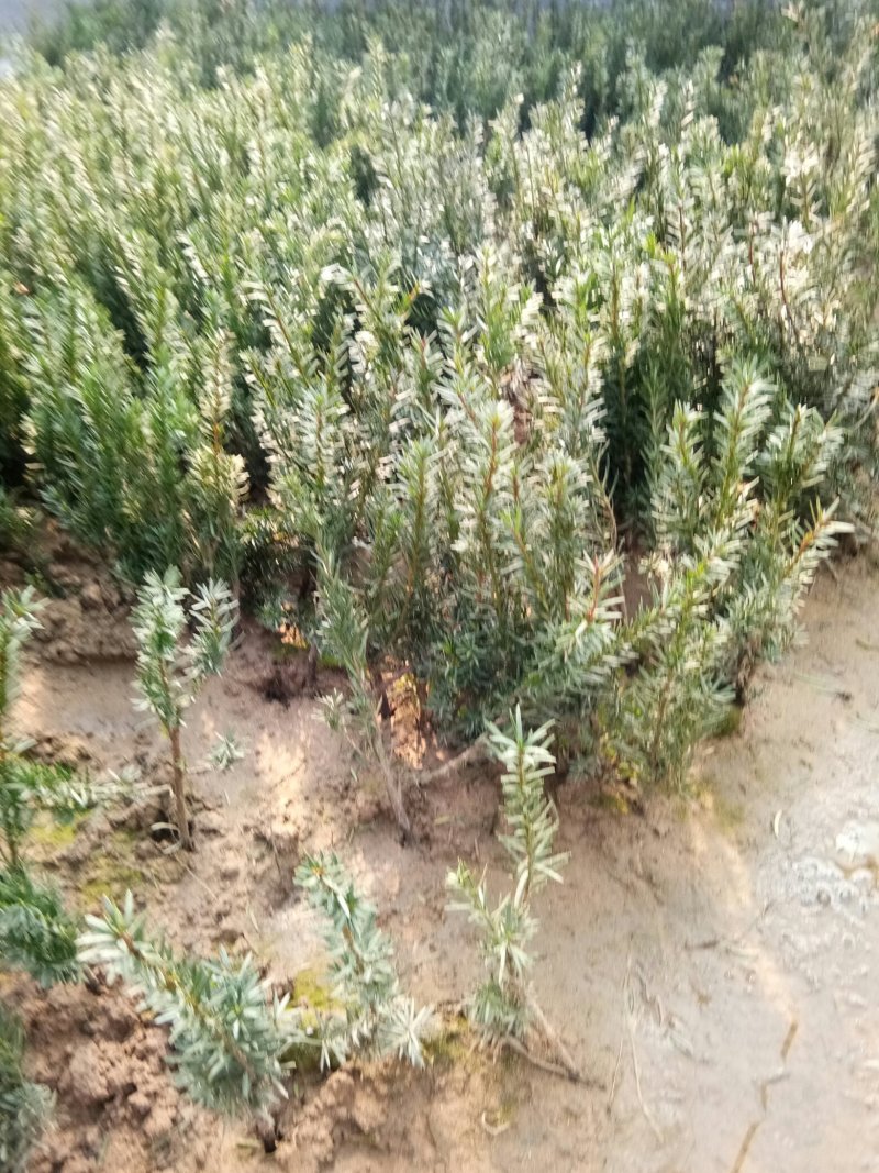 红豆杉苗，曼地亚红豆杉苗基地直销欢迎选购