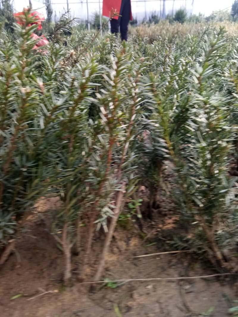 红豆杉苗，曼地亚红豆杉苗基地直销欢迎选购
