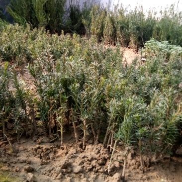 红豆杉苗，曼地亚红豆杉苗基地直销欢迎选购