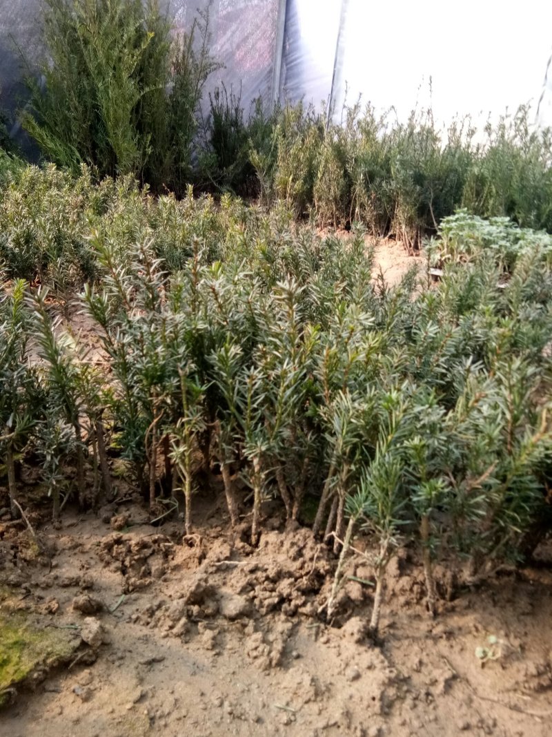 红豆杉苗，曼地亚红豆杉苗基地直销欢迎选购