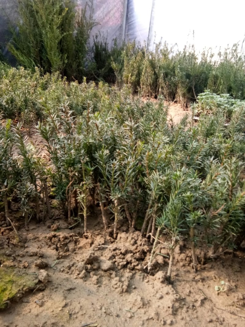 红豆杉苗，曼地亚红豆杉苗基地直销欢迎选购