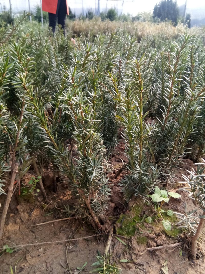 红豆杉苗，曼地亚红豆杉苗基地直销欢迎选购