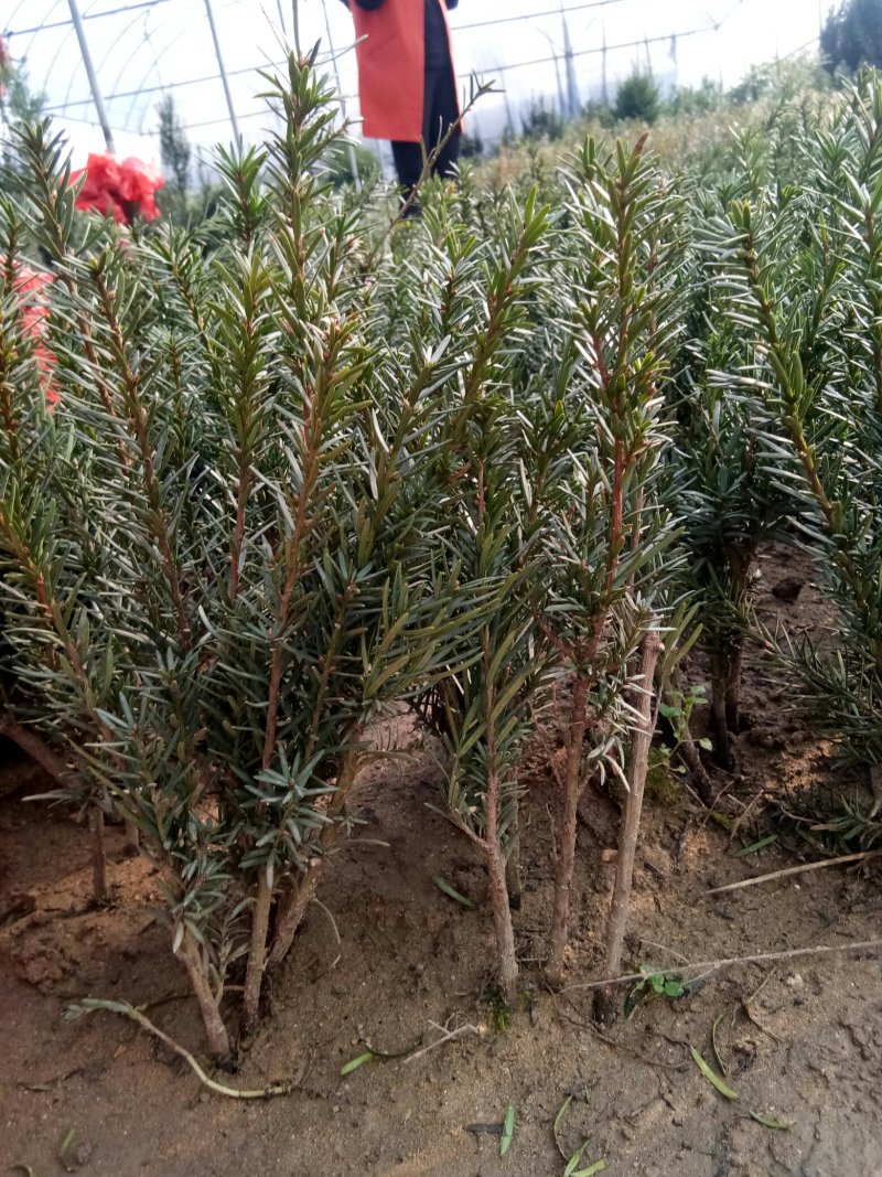 红豆杉苗，曼地亚红豆杉苗基地直销欢迎选购