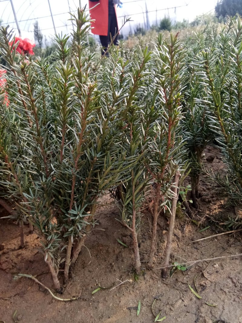 红豆杉苗，曼地亚红豆杉苗基地直销欢迎选购