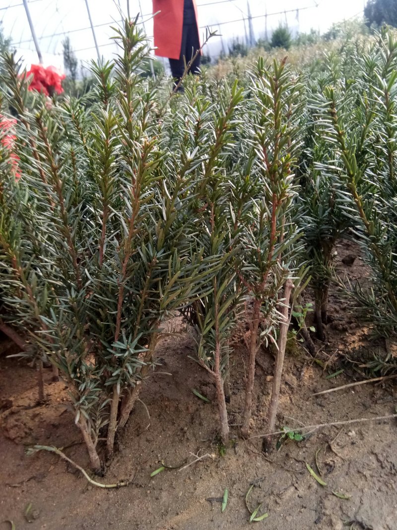 红豆杉苗，曼地亚红豆杉苗基地直销欢迎选购