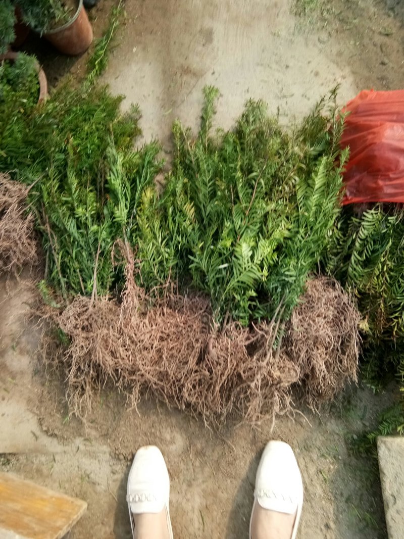 红豆杉苗，曼地亚红豆杉苗基地直销欢迎选购