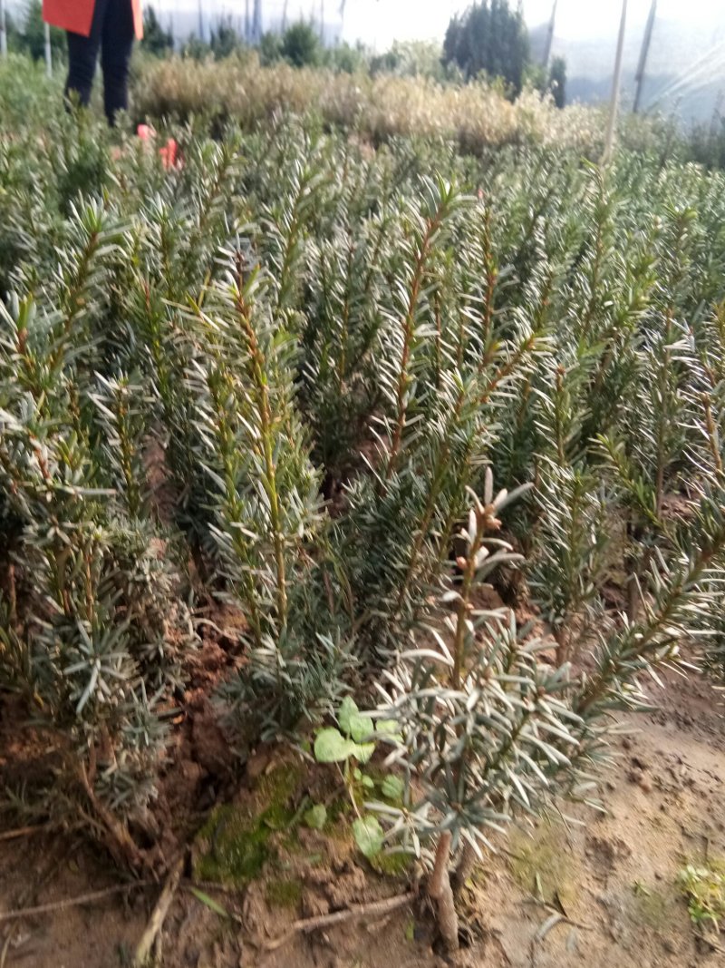 红豆杉苗，曼地亚红豆杉苗基地直销欢迎选购