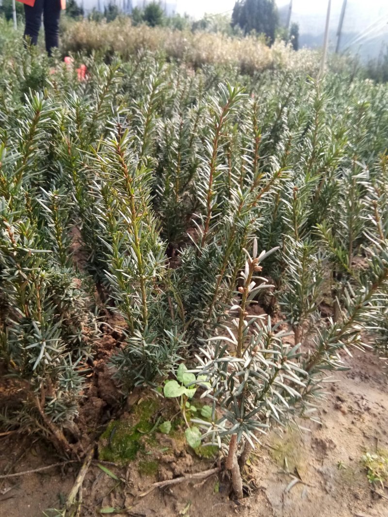 红豆杉苗，曼地亚红豆杉苗基地直销欢迎选购