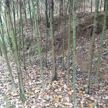 香樟