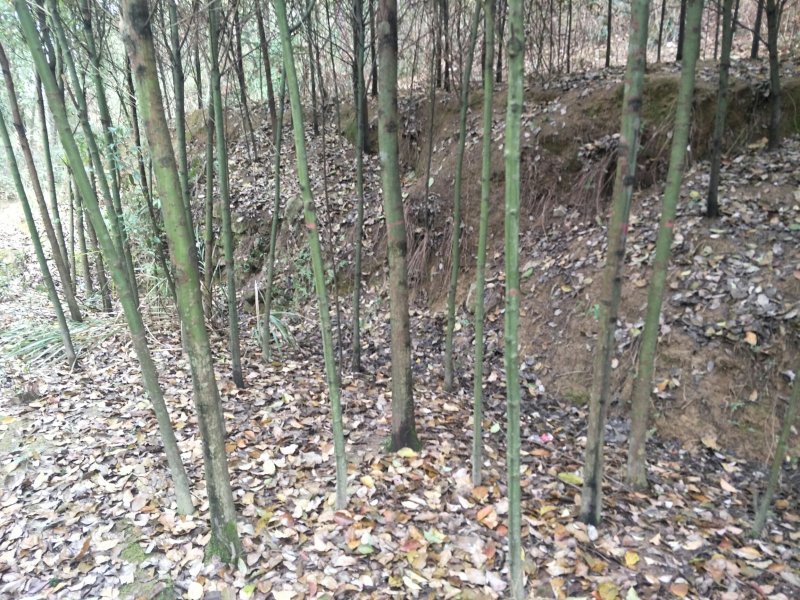 香樟
