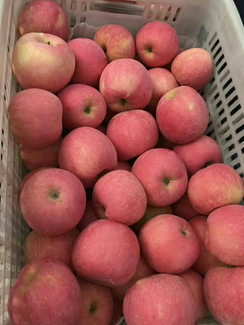山东红富士苹果，大量上市了，货源多，量大