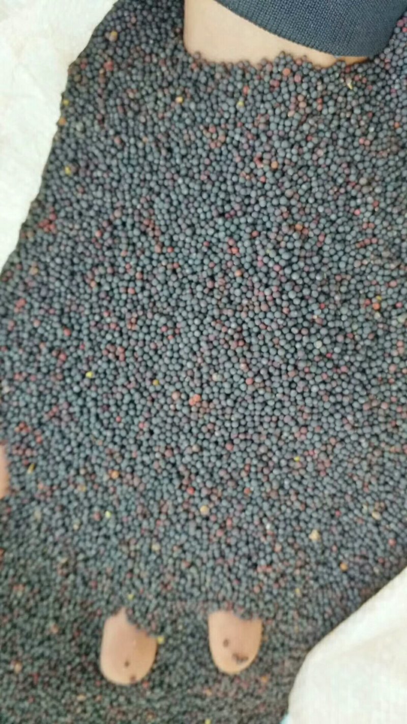 文山油菜籽