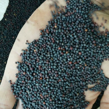 文山油菜籽
