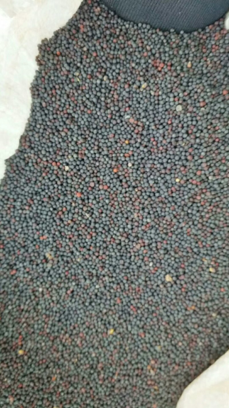 文山油菜籽