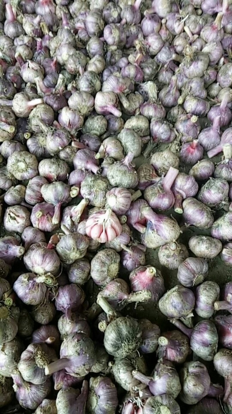 云南高原红白皮紫蒜大量上市！