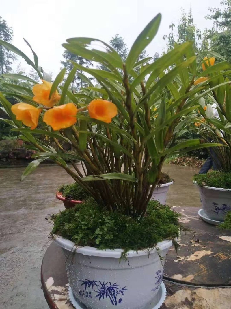 夹江叠鞘石斛苗，种植发展，花卉盆景必备