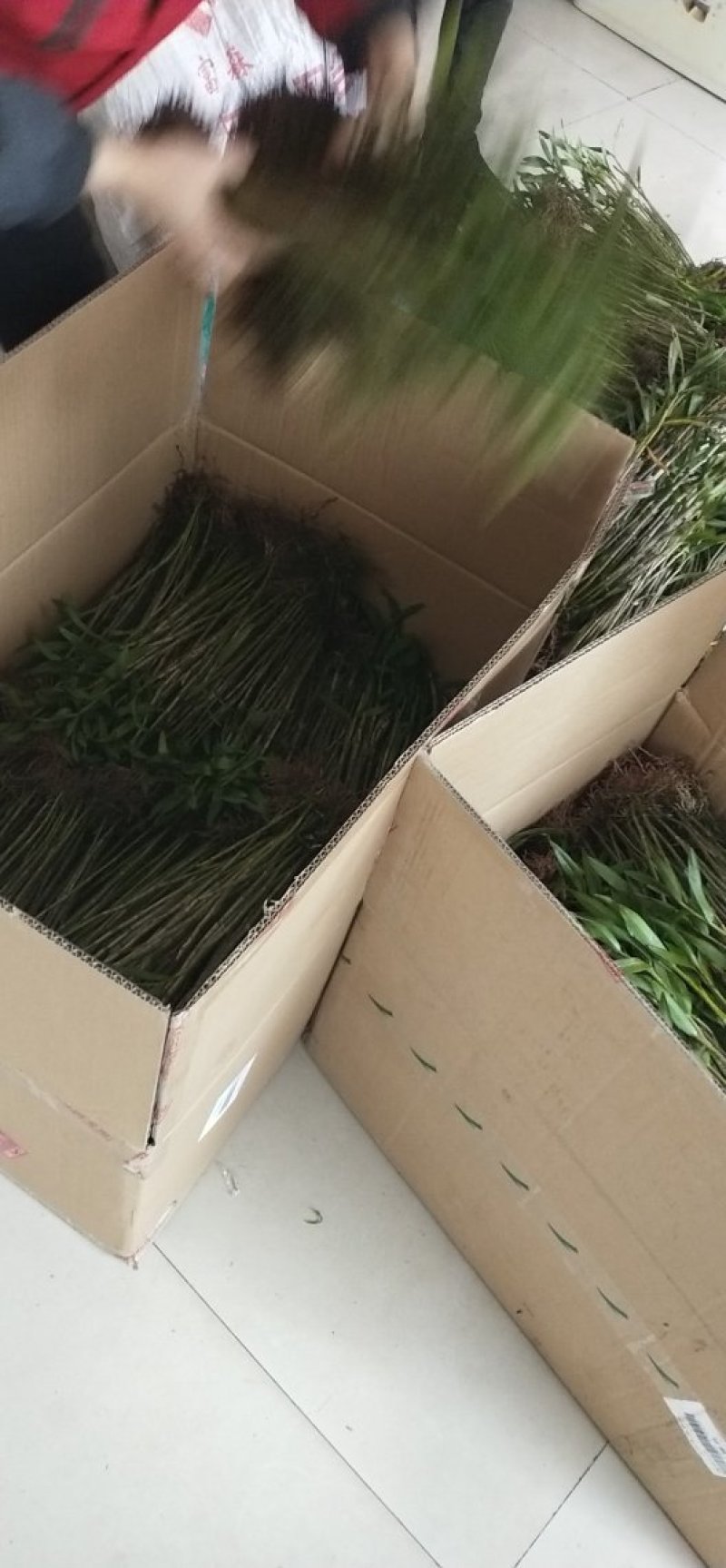 夹江叠鞘石斛苗，种植发展，花卉盆景必备
