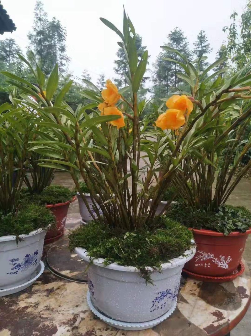夹江叠鞘石斛苗，种植发展，花卉盆景必备