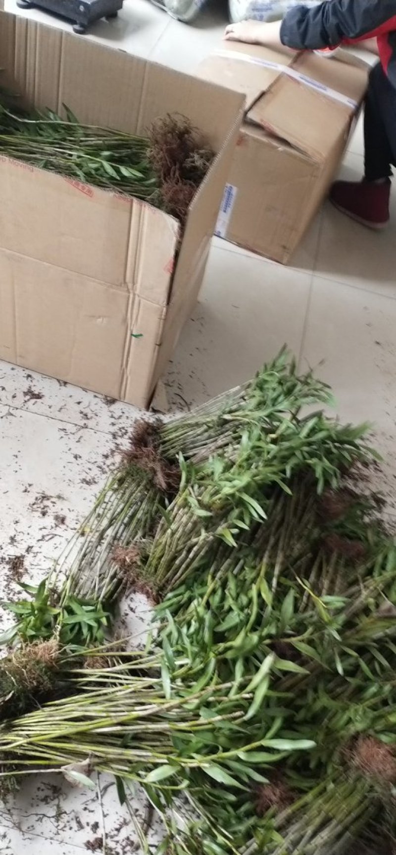 夹江叠鞘石斛苗，种植发展，花卉盆景必备