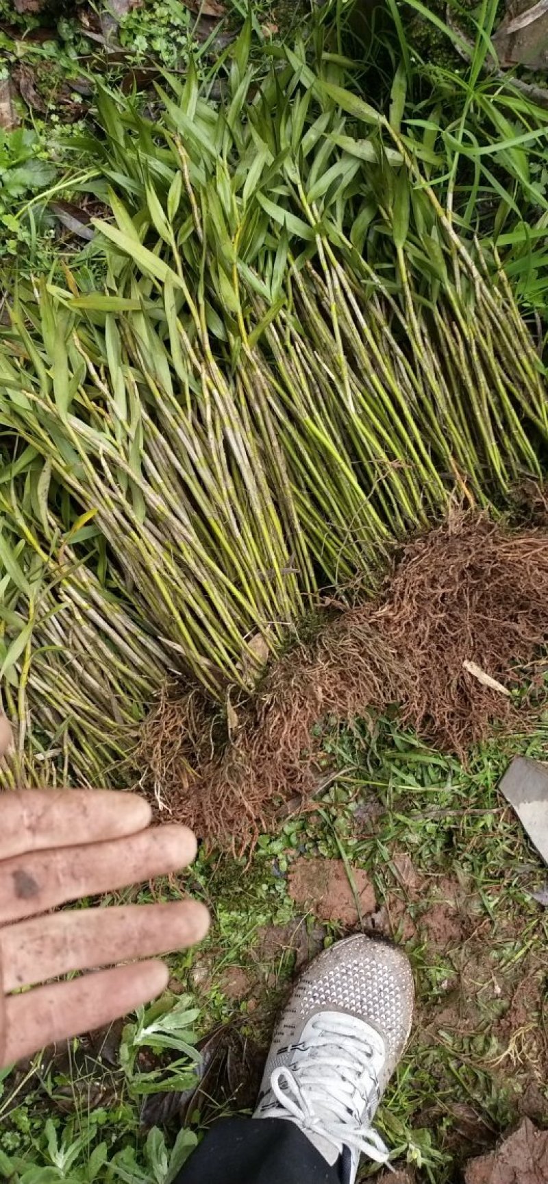 夹江叠鞘石斛苗，种植发展，花卉盆景必备