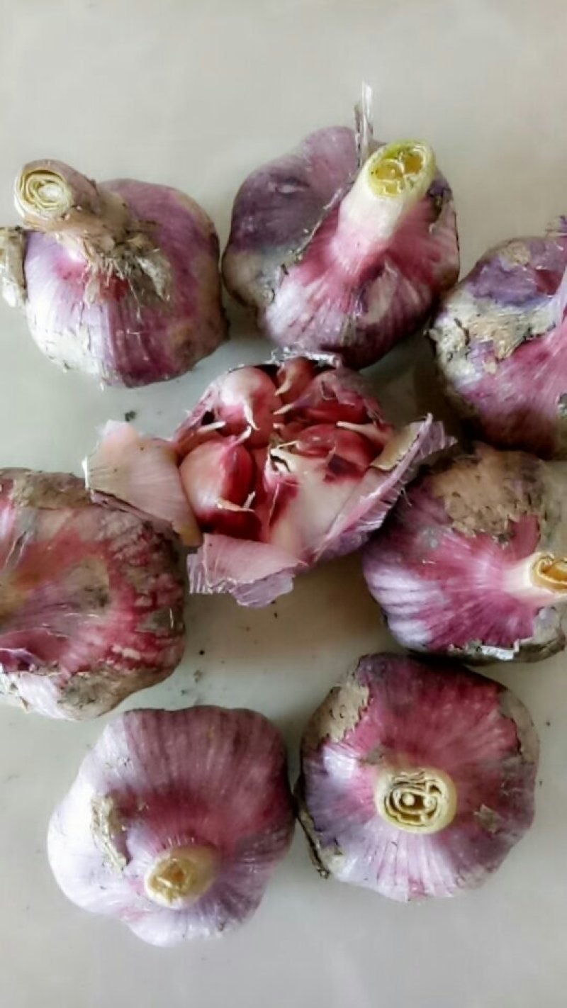 云南高原红白皮紫蒜大量上市！