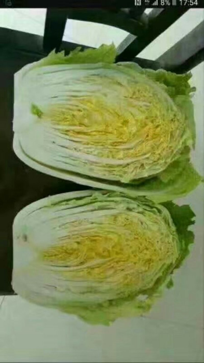 山东省聊城市莘县大白菜基地直供