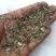 珍珠草叶下珠日开夜闭阴阳草中药材
