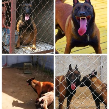 精品双血统马犬，犬舍繁育品种，色素好，咬口棒健康纯度有保