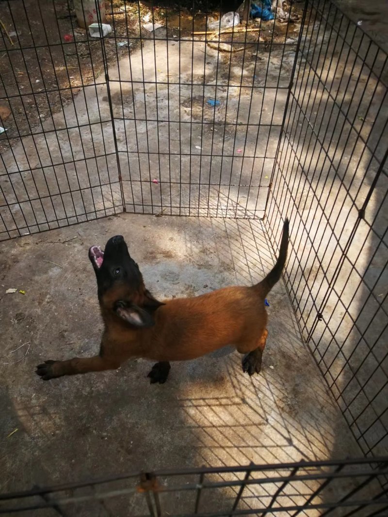 精品双血统马犬，犬舍繁育品种，色素好，咬口棒健康纯度有保