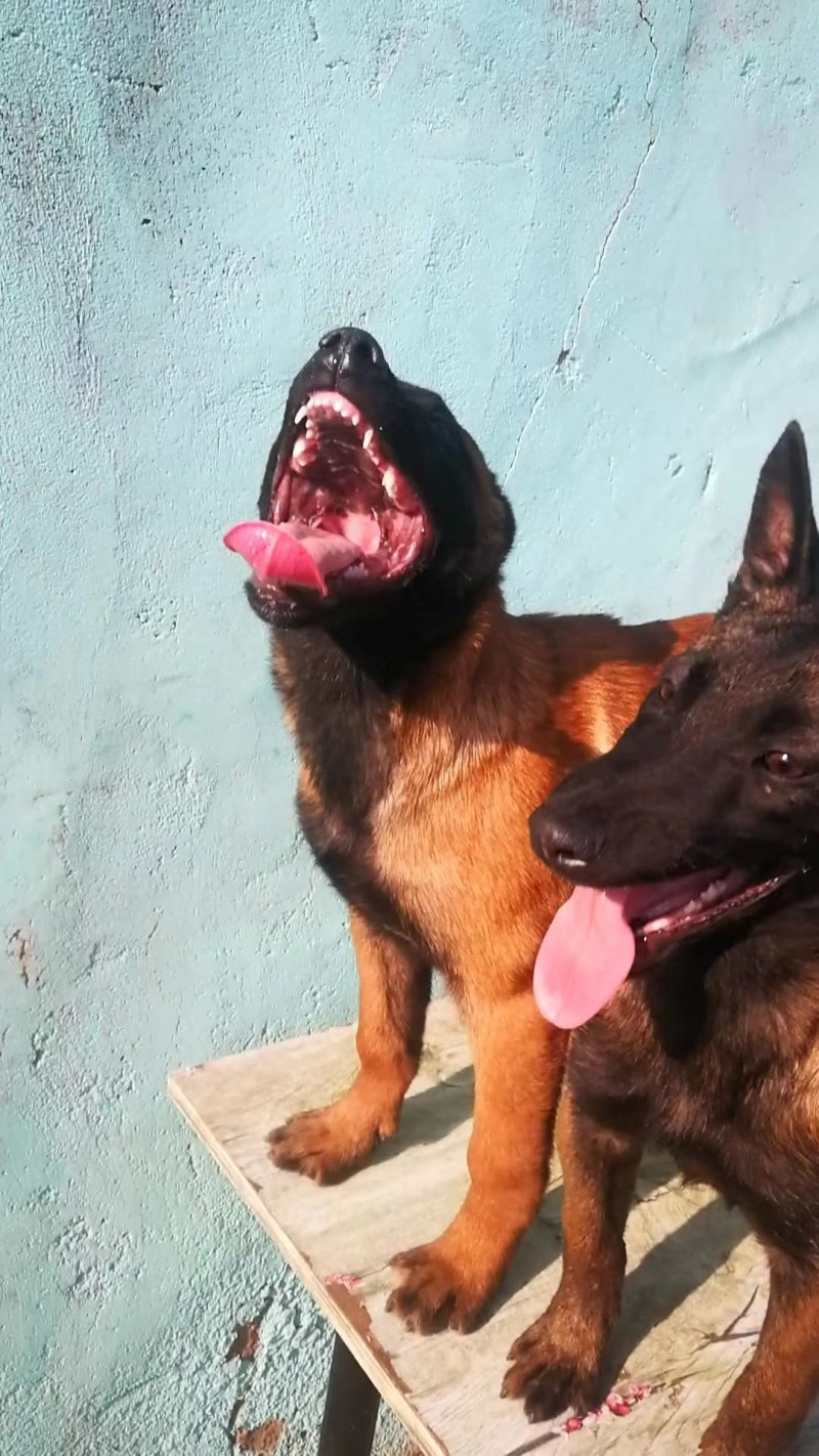 精品双血统马犬，犬舍繁育品种，色素好，咬口棒健康纯度有保