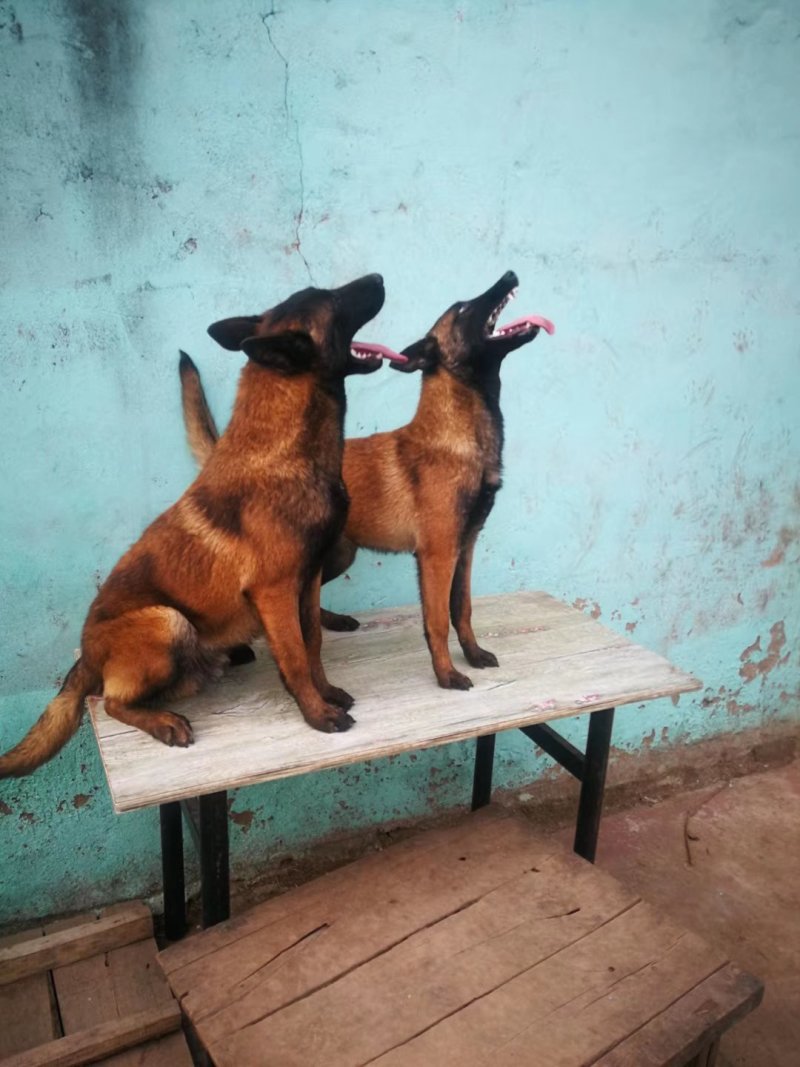 精品双血统马犬，犬舍繁育品种，色素好，咬口棒健康纯度有保